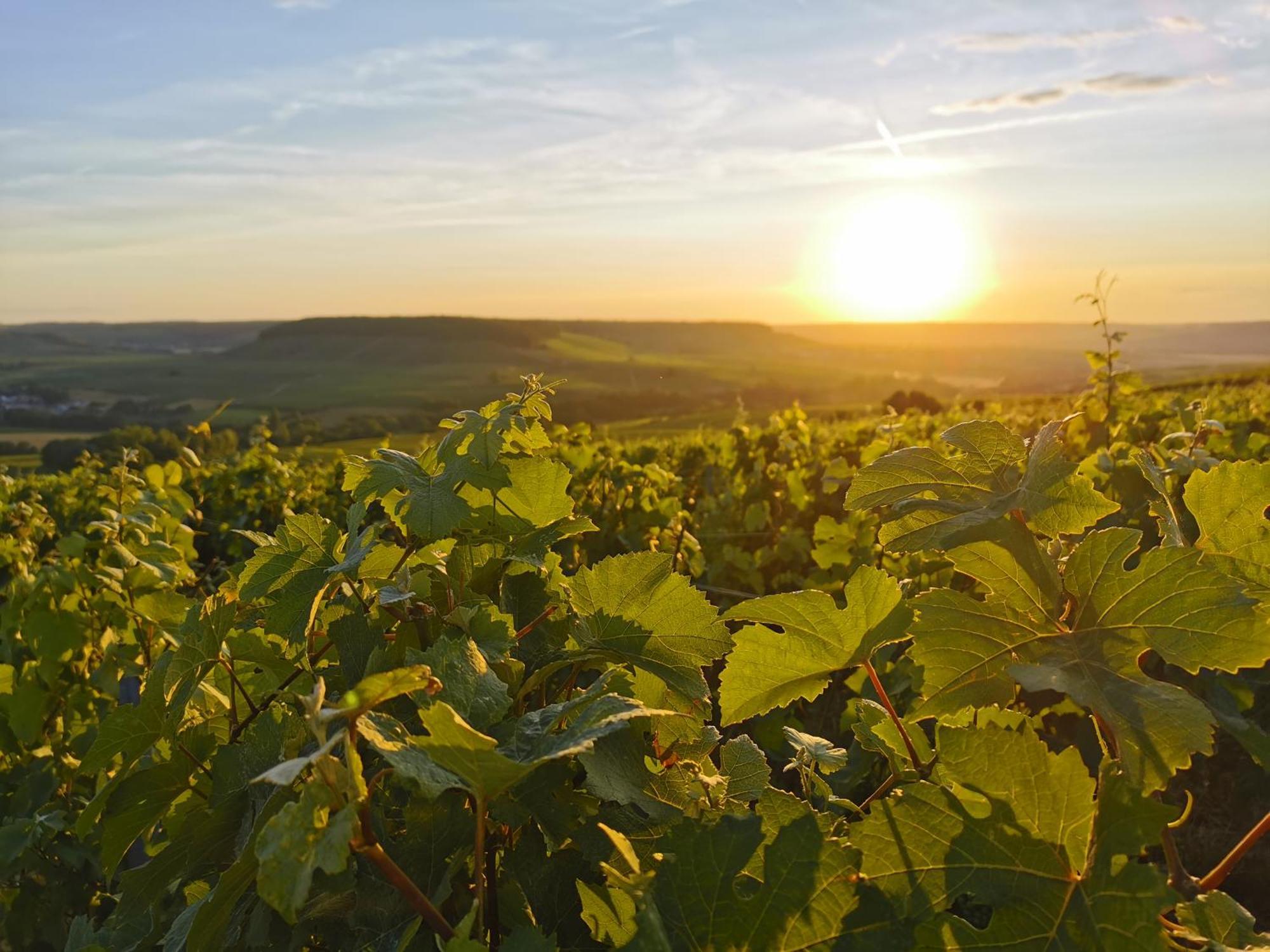 Hostellerie Briqueterie & Spa Champagne Vinay  Buitenkant foto Vineyards in the Moselle region